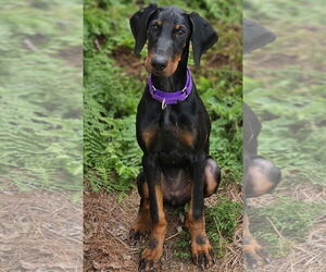 Doberman Pinscher Dogs for adoption in Social Circle, GA, USA