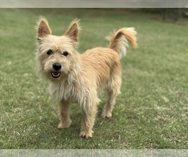 Medium Photo #5 Cairn Terrier-Unknown Mix Puppy For Sale in PIPE CREEK, TX, USA