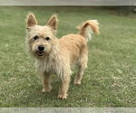 Small #4 Cairn Terrier Mix