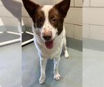 Small Border Collie Mix