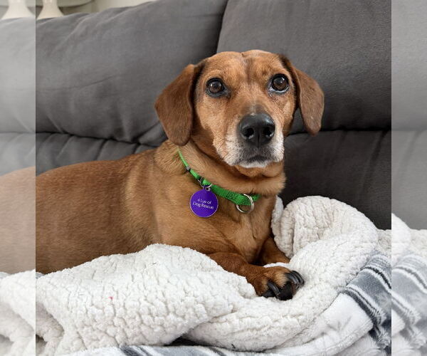Medium Photo #3 Dachshund-Unknown Mix Puppy For Sale in Fargo, ND, USA