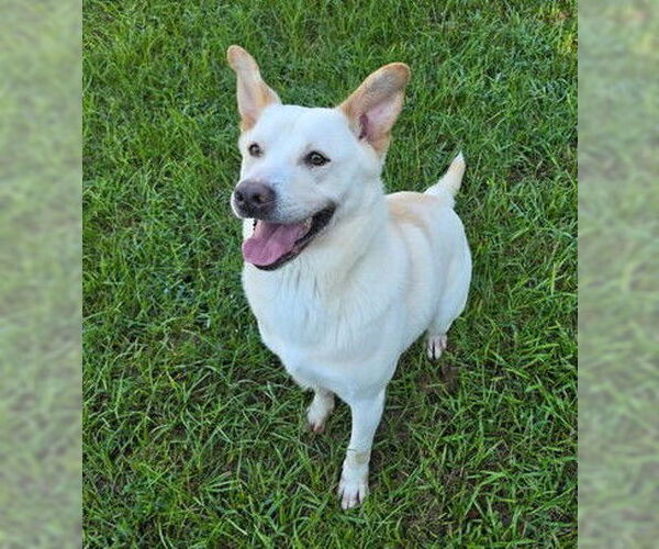 Medium Photo #4 Unknown-white german shepherd Mix Puppy For Sale in Rockaway, NJ, USA