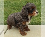 Small Photo #5 Cockapoo-Poodle (Miniature) Mix Puppy For Sale in GAP, PA, USA