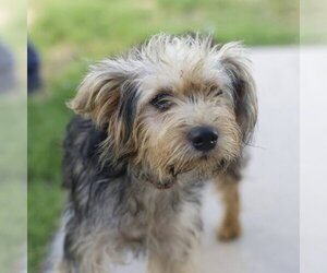 Mutt Dogs for adoption in San Antonio, TX, USA