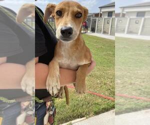 Carolina Dog-Unknown Mix Dogs for adoption in Corpus Christi, TX, USA