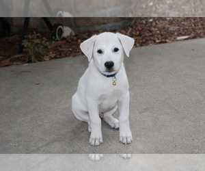 Anatolian Shepherd-Great Pyrenees Mix Puppy for sale in EMORY, TX, USA