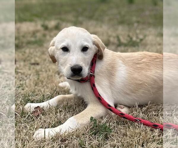 Medium Photo #3 Great Pyrenees-Unknown Mix Puppy For Sale in Yardley, PA, USA