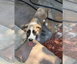Small #2 Mutt