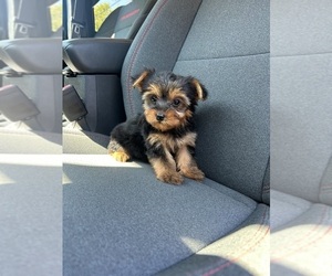 Yorkshire Terrier Puppy for sale in SEFFNER, FL, USA