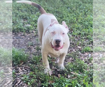 Small Photo #5 American Bully Puppy For Sale in JACKSONVILLE, FL, USA