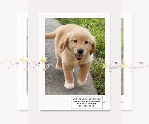 Golden Retriever Puppy for sale in SUGAR LAND, TX, USA