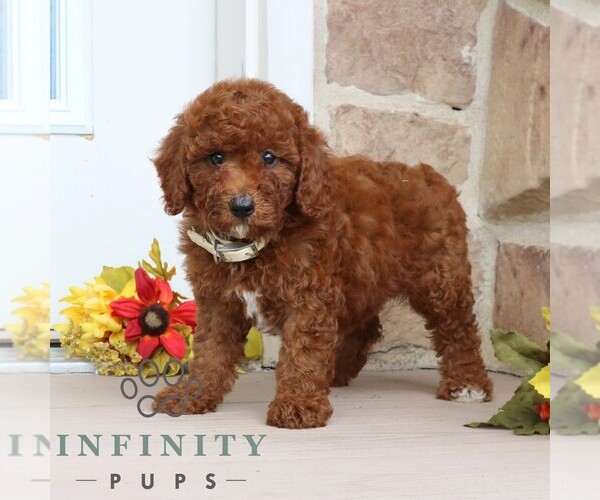 Medium Photo #4 Goldendoodle (Miniature) Puppy For Sale in GORDONVILLE, PA, USA