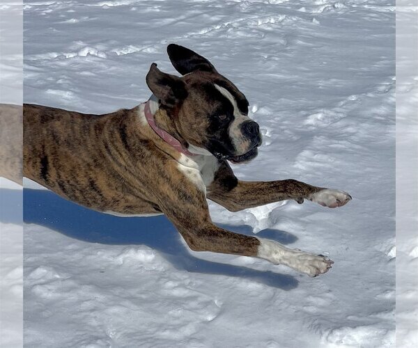Medium Photo #2 Boxer Puppy For Sale in Lancaster, CA, USA