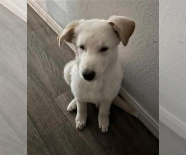 Medium Photo #1 Great Pyrenees Puppy For Sale in San Antonio, TX, USA