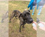 Small #3 Great Dane