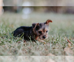 Small Photo #4 Yorkshire Terrier Puppy For Sale in FOREST HILL, TX, USA