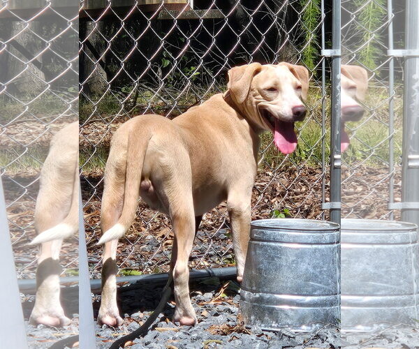 Medium Photo #4 American Pit Bull Terrier-Unknown Mix Puppy For Sale in Albemarle, NC, USA