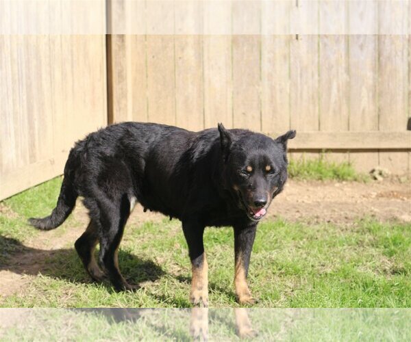 Medium Photo #2 Mutt Puppy For Sale in Jackson, MS, USA