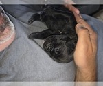 Small #19 Cane Corso