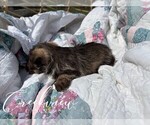 Small Photo #14 Schnauzer (Miniature) Puppy For Sale in NIANGUA, MO, USA