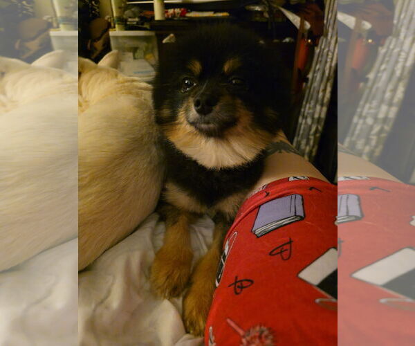 Medium Photo #7 Pomeranian Puppy For Sale in Chester, NJ, USA