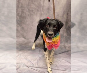 Australian Shepherd Dogs for adoption in Ogden, UT, USA