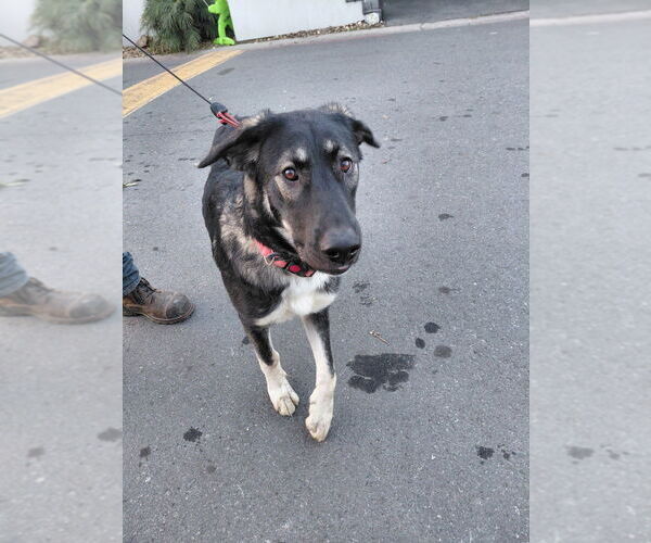 Medium Photo #1 Anatolian Shepherd-German Shepherd Dog Mix Puppy For Sale in Cupertino, CA, USA
