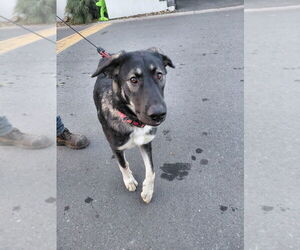 Anatolian Shepherd-German Shepherd Dog Mix Dogs for adoption in Cupertino, CA, USA