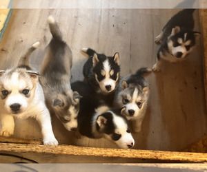 Siberian Husky Litter for sale in BOULDER, CO, USA