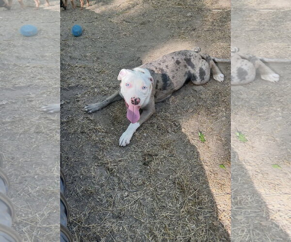 Medium Photo #1 American Pit Bull Terrier-Unknown Mix Puppy For Sale in Ball Ground, GA, USA