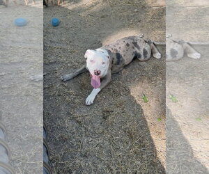 American Pit Bull Terrier-Unknown Mix Dogs for adoption in Ball Ground, GA, USA