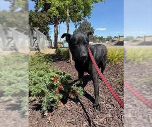 German Shepherd Dog Dogs for adoption in Oakdale, CA, USA