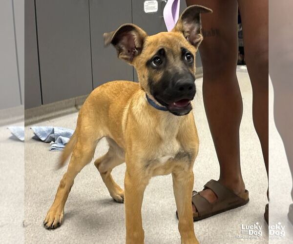 Medium Photo #2 Black Mouth Cur-Unknown Mix Puppy For Sale in Washington, DC, USA