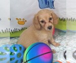 Small #1 Chiweenie