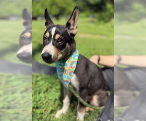 Huskies -Unknown Mix Dogs for adoption in Warrenton, VA, USA