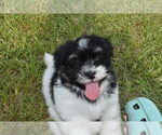 Puppy Jett Havanese