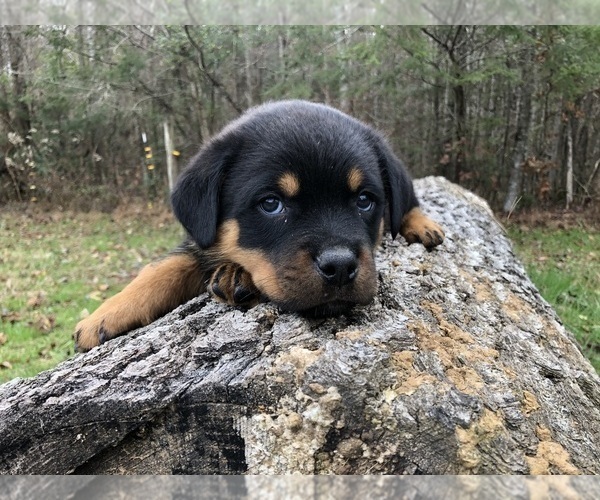 Medium Photo #10 Rottweiler Puppy For Sale in VONORE, TN, USA