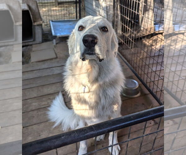 Medium Photo #2 Great Pyrenees Puppy For Sale in Spring, TX, USA
