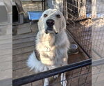 Small #1 Great Pyrenees