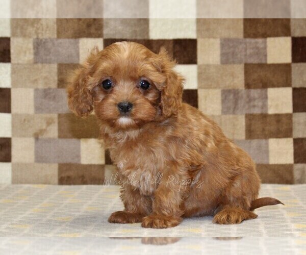 Medium Photo #4 Cavapoo (Miniature) Puppy For Sale in DENVER, PA, USA