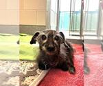 Small Mutt