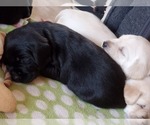 Small Photo #2 Labrador Retriever Puppy For Sale in WATERFORD, WI, USA