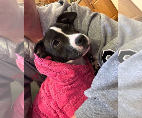 Medium Photo #1 American Pit Bull Terrier-Unknown Mix Puppy For Sale in Belleville, MI, USA