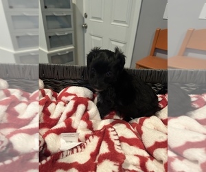 Morkie-Poodle (Toy) Mix Puppy for sale in WHITE OAK, GA, USA