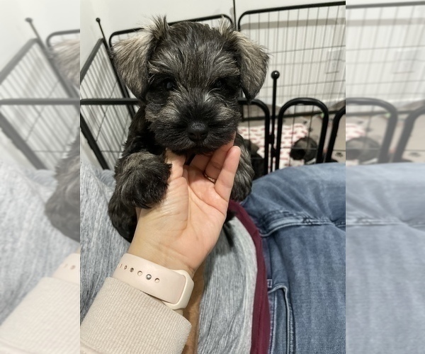 Medium Photo #1 Schnauzer (Miniature) Puppy For Sale in WESTMINSTER, CA, USA