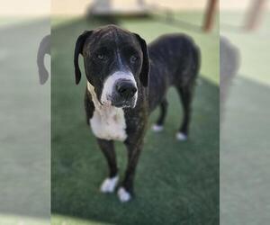 Gene - Male Plott Hound-Unknown Mix Dog for Adoption - Photo #3