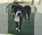 Small Photo #3 Plott Hound-Unknown Mix Puppy For Sale in Rockwall, TX, USA