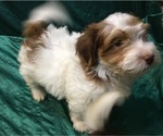 Small Photo #34 Havanese Puppy For Sale in FENTON, MO, USA
