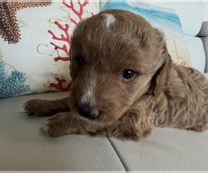 Goldendoodle Puppy for sale in LAKEWOOD RANCH, FL, USA
