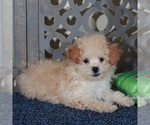 Small #4 Poochon